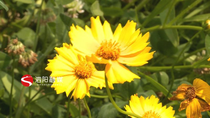 「硫化」硫化菊灿烂绽放 犹如金黄绸带 泗阳：金鸡菊