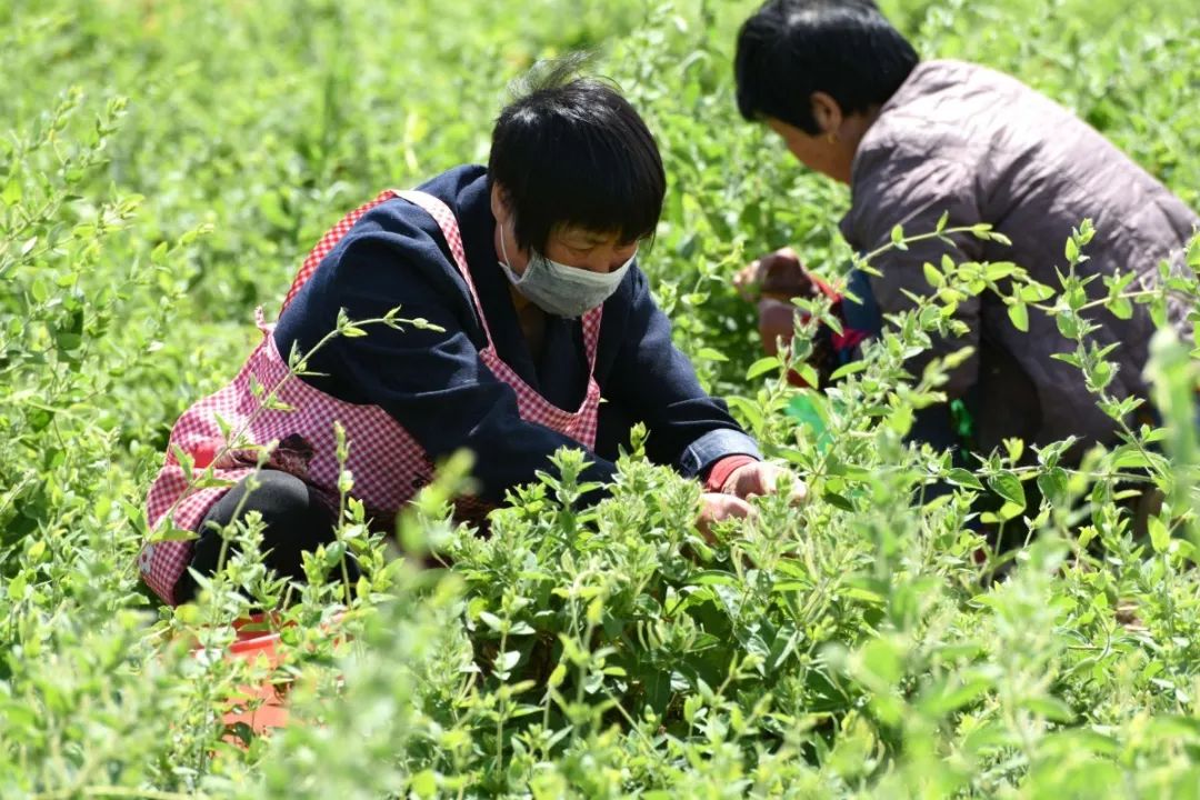 金银花■金银花里“淘”金银，铺就致富小康路