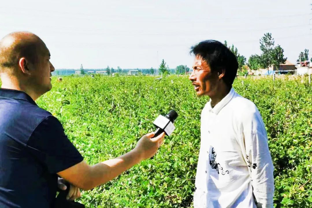 金银花■金银花里“淘”金银，铺就致富小康路