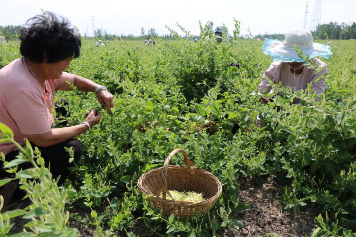 金银花■金银花里“淘”金银，铺就致富小康路