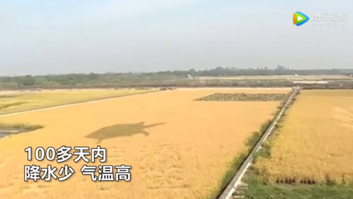 连续65天全省“求雨”！江苏干旱持续 南京、扬州已达特旱