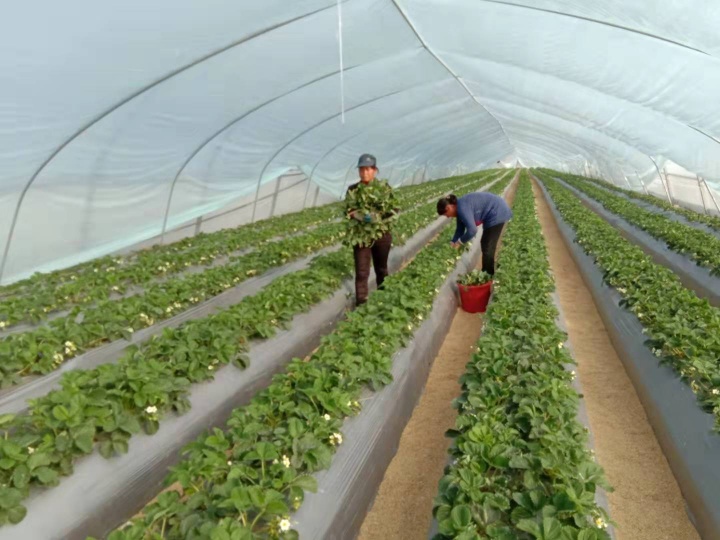 【视频】古黄河生态园：这里的草莓在呼吸