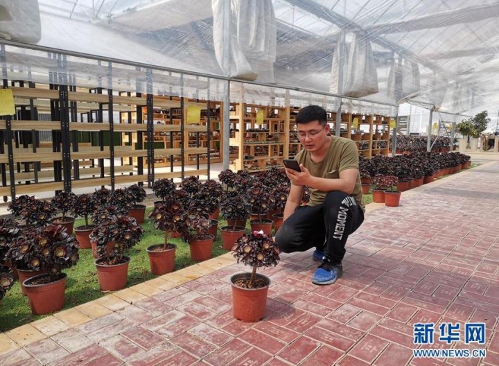 新华社聚焦耿车镇：当直播成为一种新农活儿