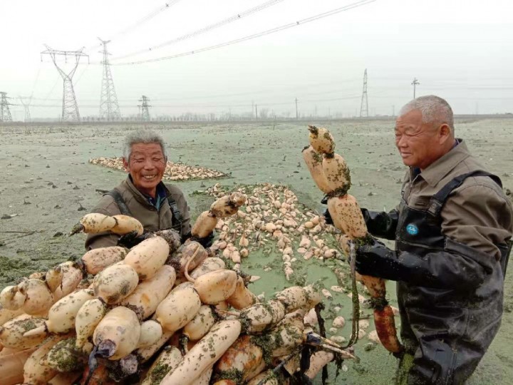 夏赏荷花冬卖藕 农民钱袋鼓起来