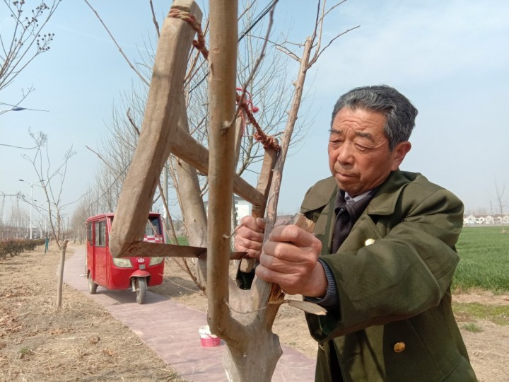 老党员杨红：一把锯子随身行 义务护林十余载
