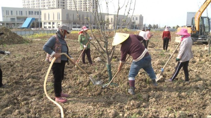 湖滨新区：春风催新绿 植树正当时