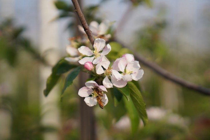 洋河新区： 500万只蜜蜂为万亩苹果树授粉