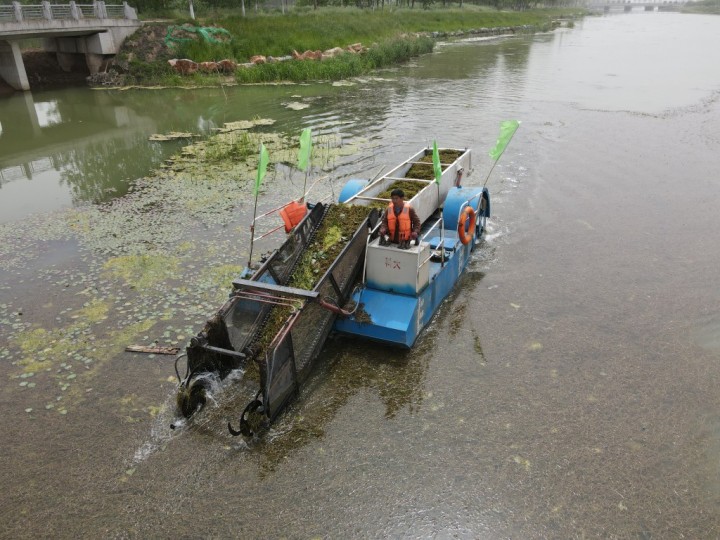 机械人力齐上阵 打捞水草河更清