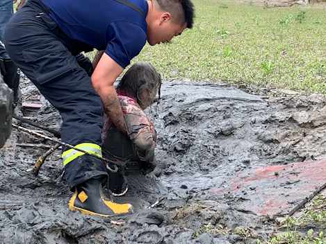 【得味视频】不敢想象！七旬老人被困河道淤泥三天