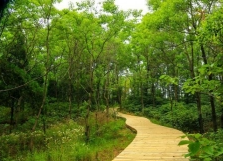嶂山林场：筑牢绿色生态屏障，维护森林资源安全