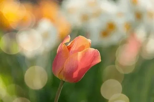 【早读】4月向阳生长，遇见更好的自己