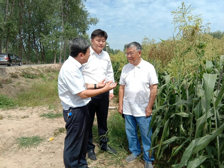 科技强农：赵亚夫到田头 帮助咱村指导高粱种植