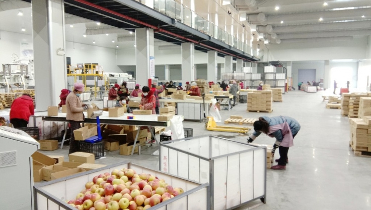 洋河新区：日产6万斤 苹果园里复工忙