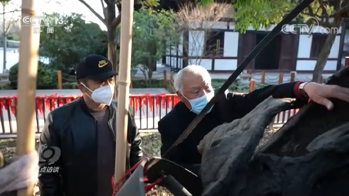 《焦点访谈》聚焦宿迁古树保护：老人，老树，老有所依