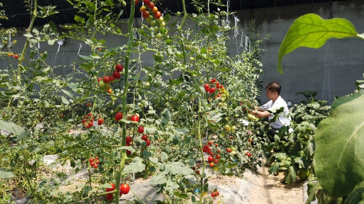 南农大宿迁研究院培育“枸杞番茄” 江苏首种成功挂果