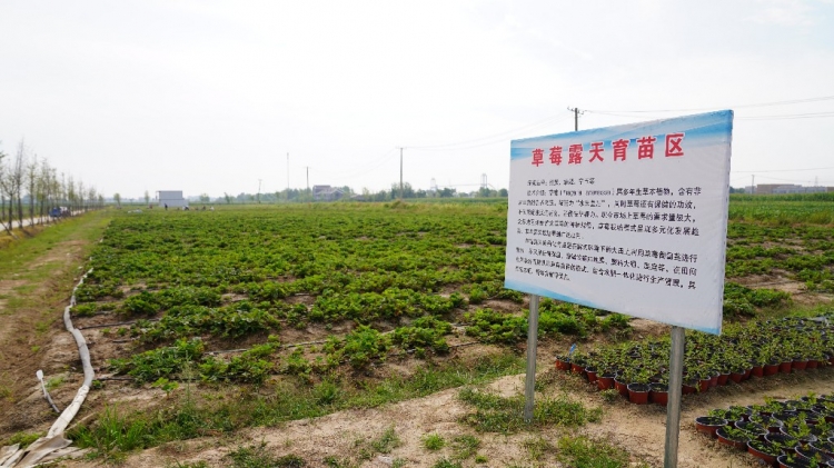 【视频】洋河新区：南农大宿迁研究院培育本土种苗 铺就“莓”好致富路