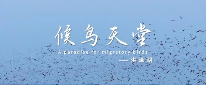 《文旅宿迁》候鸟天堂——洪泽湖