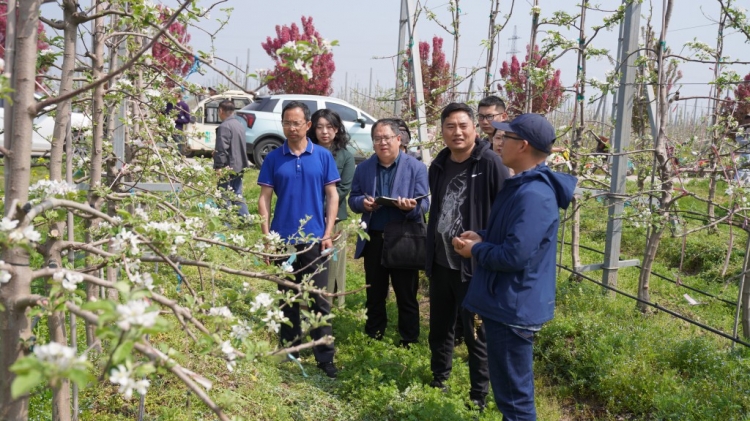 媒体看洋河丨万亩苹果园进入盛花期 千万只蜜蜂授粉忙