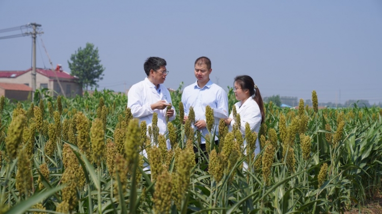 洋河新区：215种高粱竞相生长 只为选育优质原粮