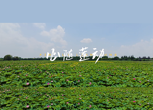 《文旅宿迁》——心随莲动
