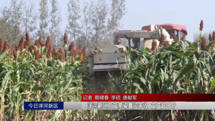 洋河新区万亩高粱喜迎丰收 亩产超千斤