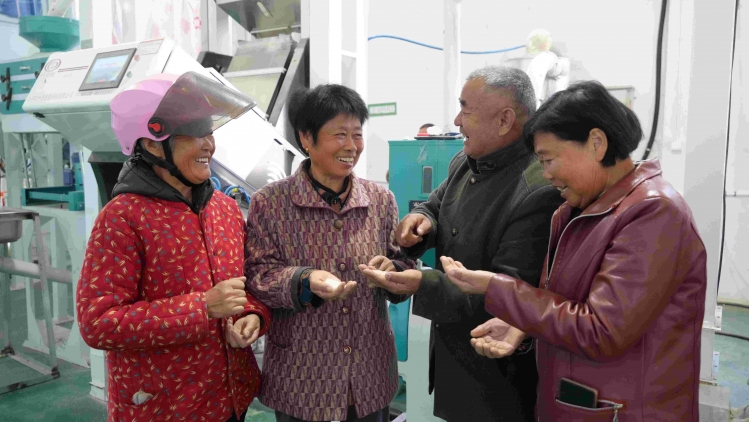洋河新区：“稻渔共作”助力张渡大米喜获中国“绿色食品”认证