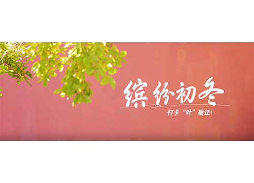 缤纷初冬，打卡“叶”宿迁