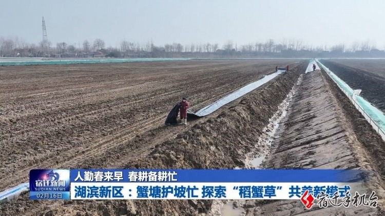 湖滨新区：蟹塘护坡忙 探索“稻蟹草”共养新模式