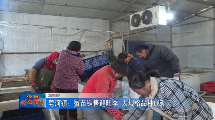 皂河镇：蟹苗销售迎旺季 大规格品种成新宠
