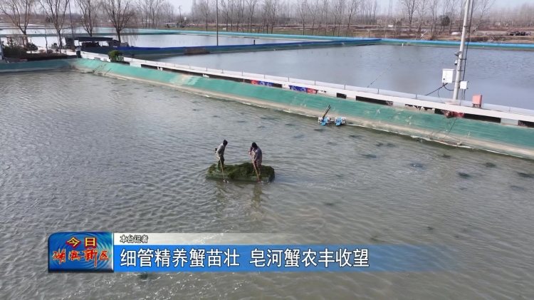 细管精养蟹苗壮 皂河蟹农丰收望