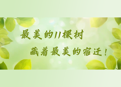 《周游宿迁》—— 最美的11棵树，藏着最美的宿迁！