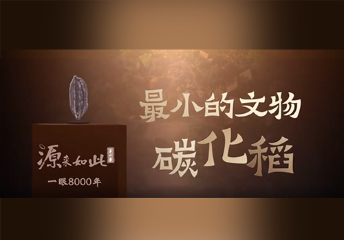 《源来如此》 |“一眼8000年”最小的文物碳化稻