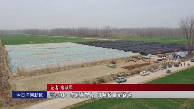 邱庄村：羊肚菌丰收 开启致富新路径