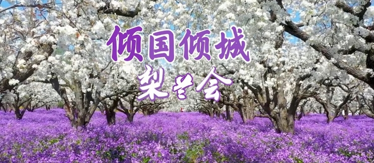《文旅宿迁》倾国倾城梨兰会