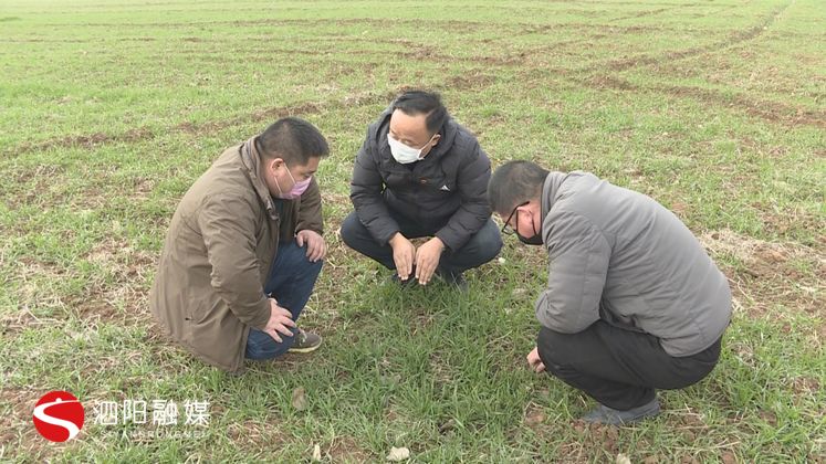 战疫情丨泗阳： 抢抓农时 备足各类农资保春耕