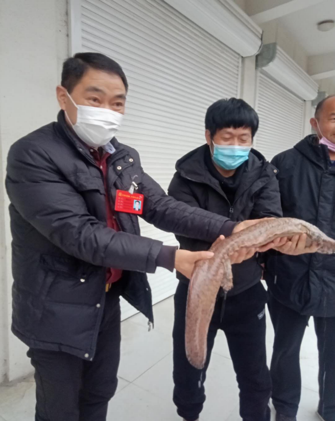泗洪县首次发现国家二级保护野生动物娃娃鱼