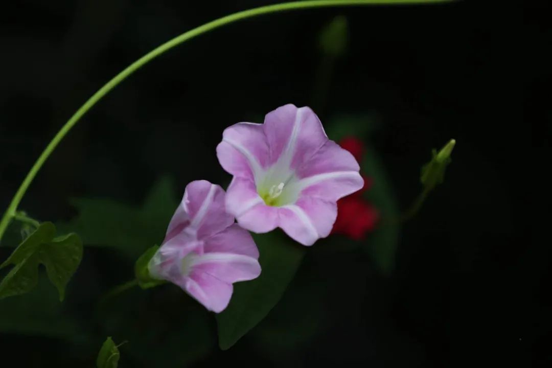 【早读】携一缕阳光，微笑向暖