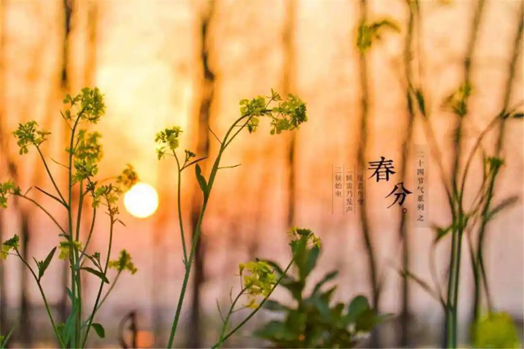 【夜读】春分，人在春光中，心在最好处