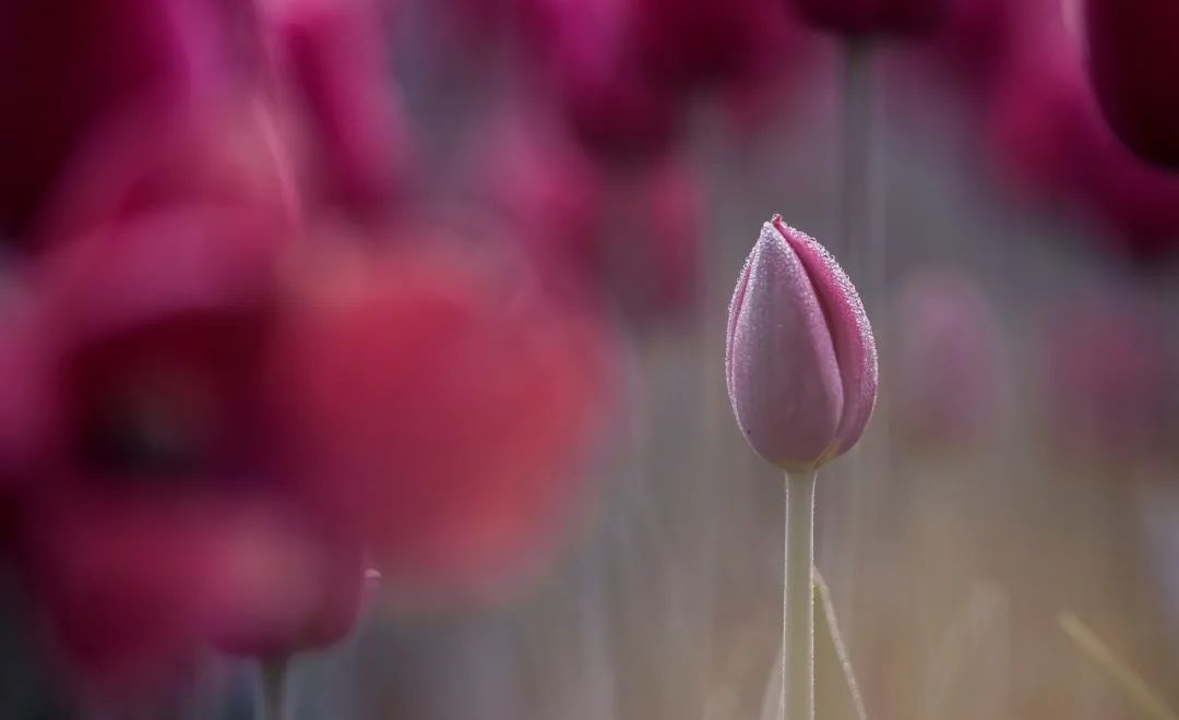 【早读】愿你的温柔自带锋芒