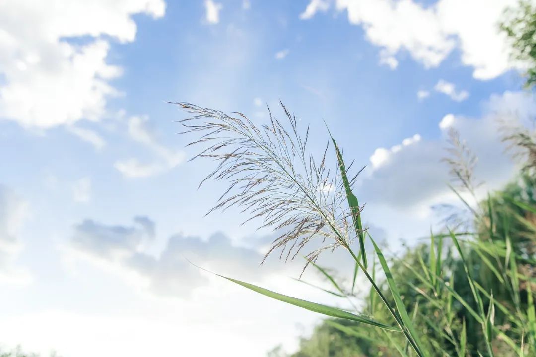 【早读】心中有阳光，满目皆温暖