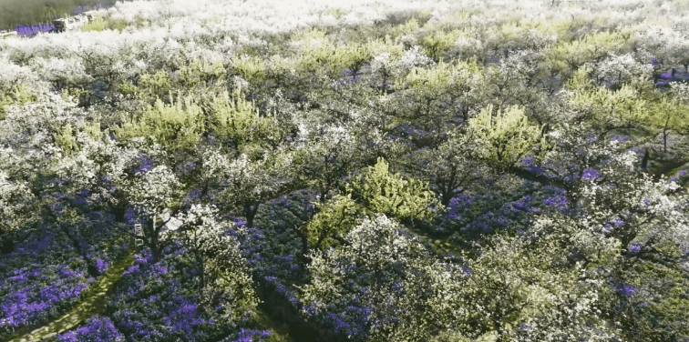 梨1.gif
