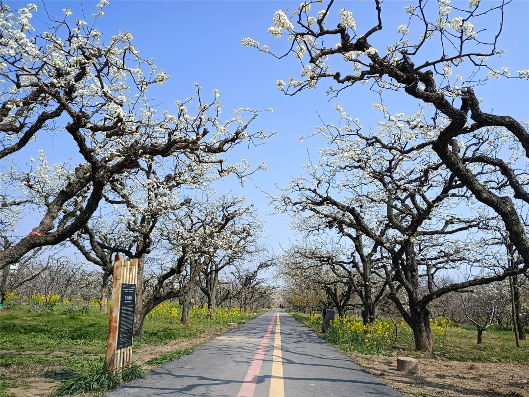“乡约陌上爱园，遇见梨花盛开”2023泗阳梨花节闭幕