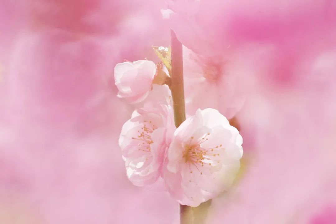 【早读】心若素简，清风自来