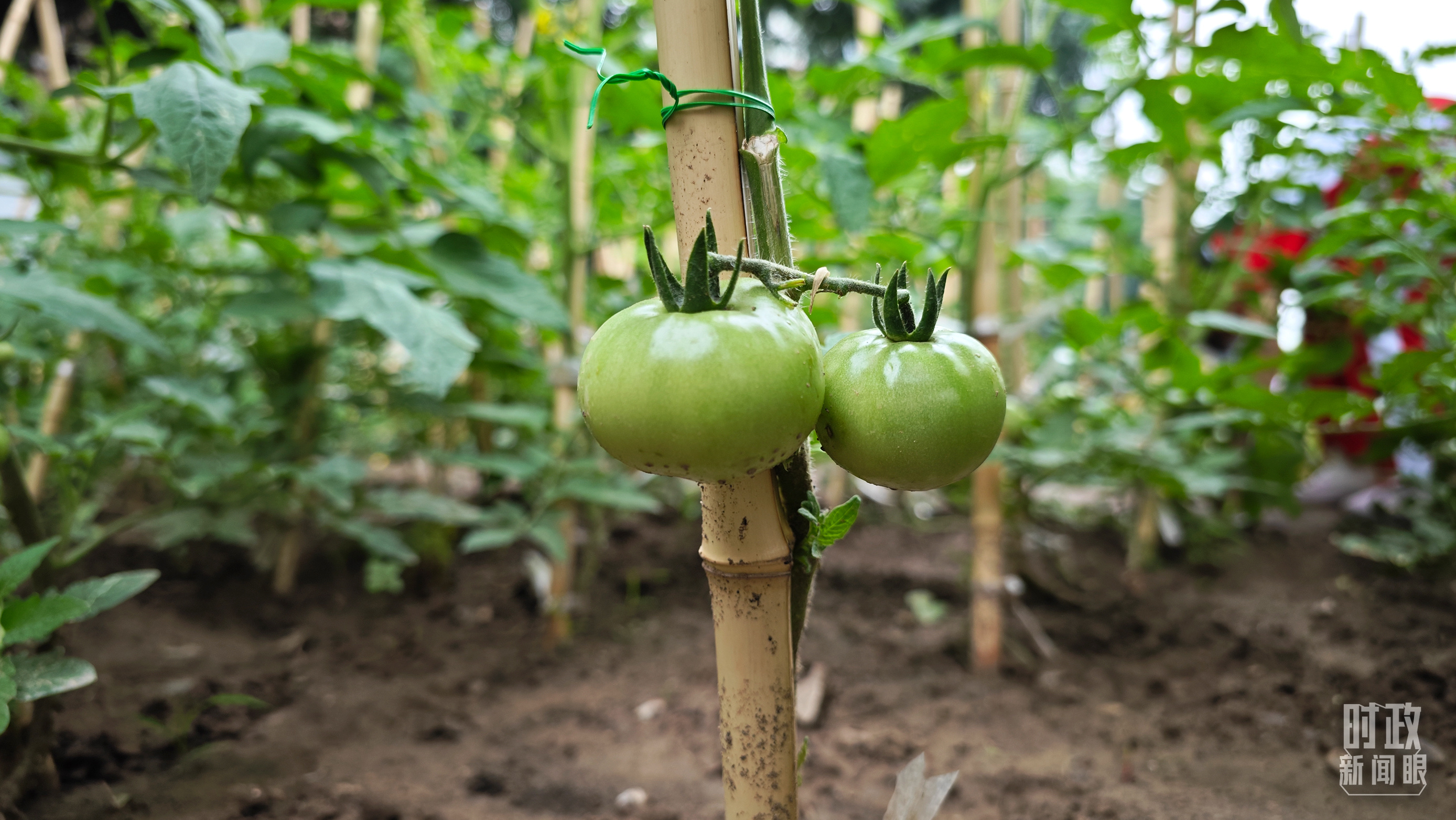 △学生种植的西红柿结出果实。（北京育英学校三年级十班刘羽果拍摄）