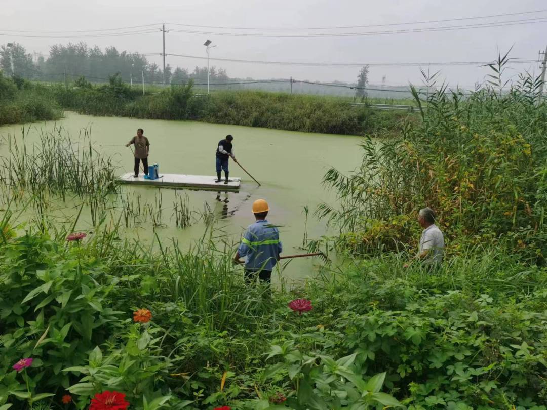 临河镇：推进黑臭水体治理 守护“水清岸绿景