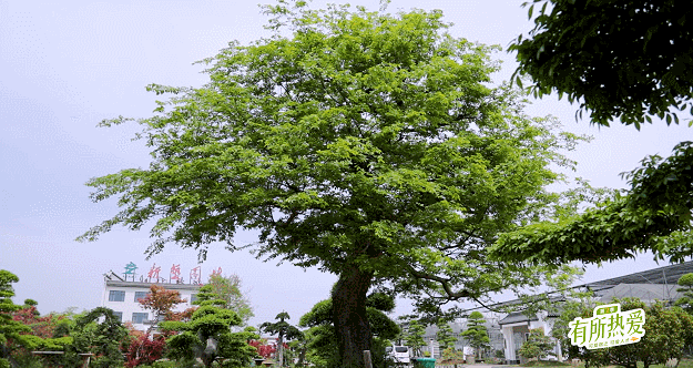 GIF 2024-5-1 星期三 11-25-44.gif