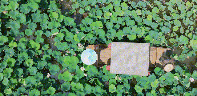荷花田里划船~1.gif
