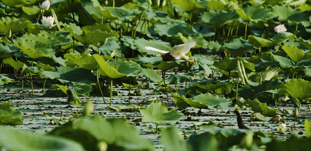 飞鸟~1.gif