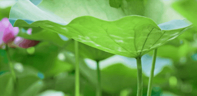 荷花田~1.gif