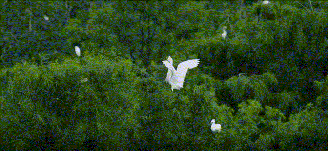 白鹭鸟~1.gif